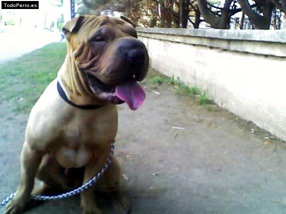 La foto del perro