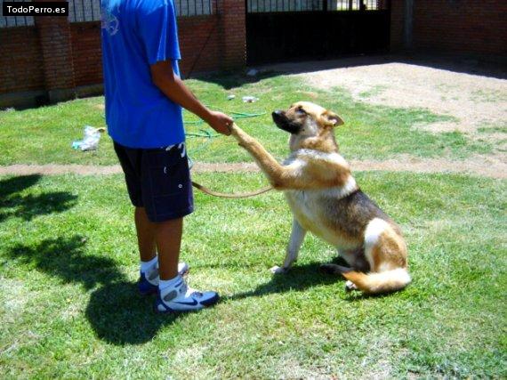 La foto del perro