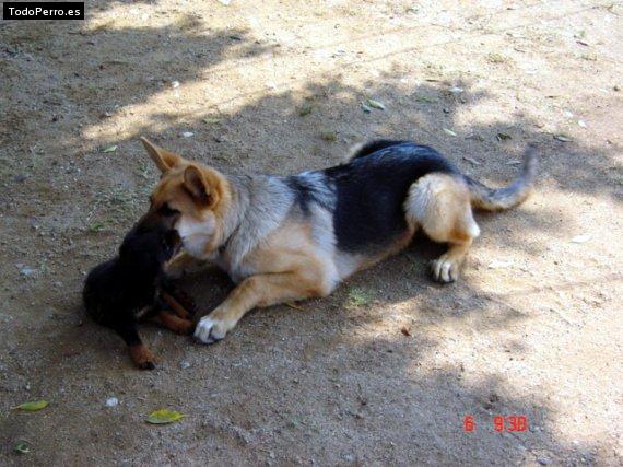 La foto del perro