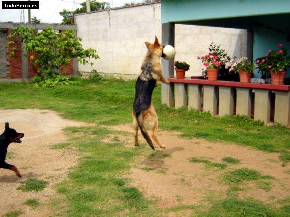 La foto del perro