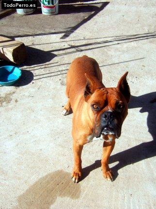 La foto del perro