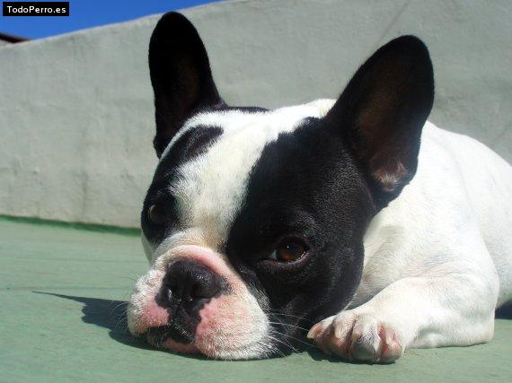 La foto del perro