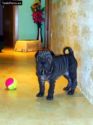 La foto del perro