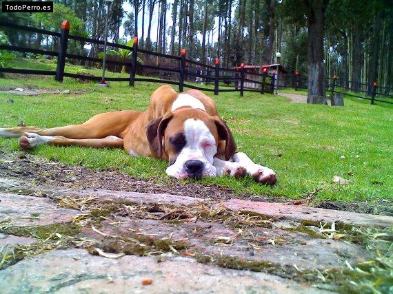 La foto del perro