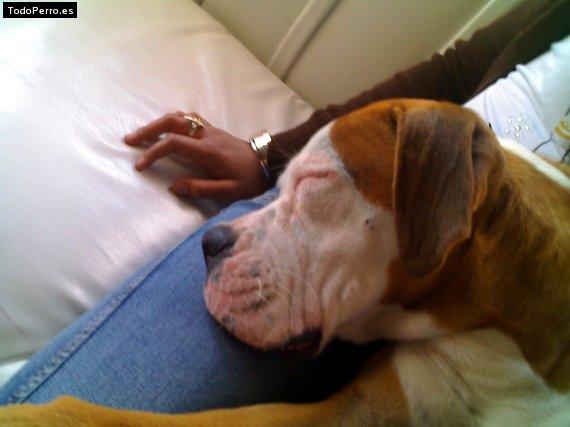 La foto del perro