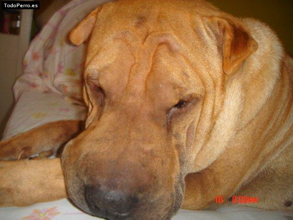 La foto del perro