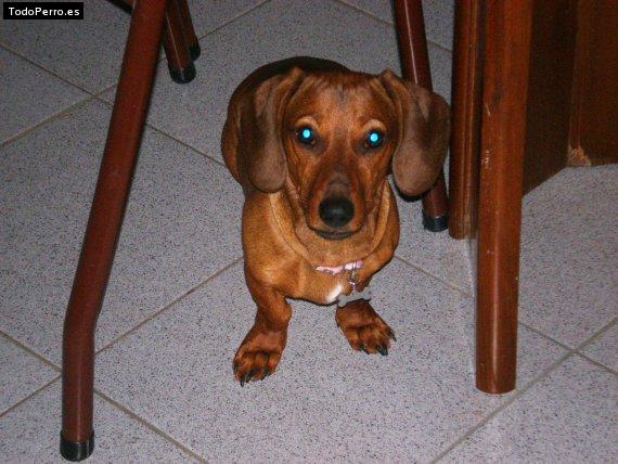 La foto del perro