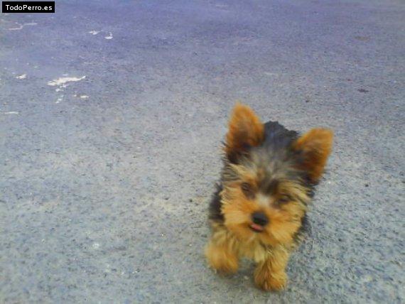 La foto del perro