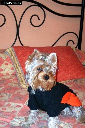 La foto del perro
