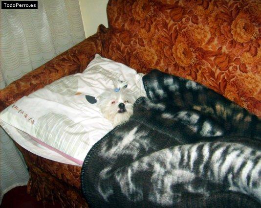 La foto del perro
