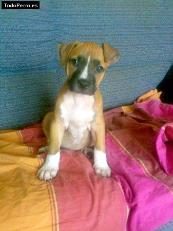 Foto del perro Mia