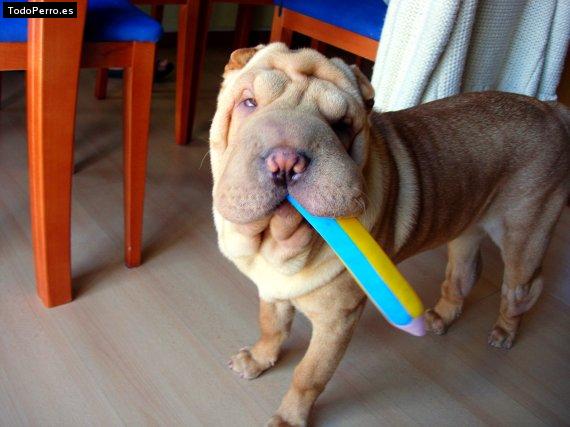 La foto del perro