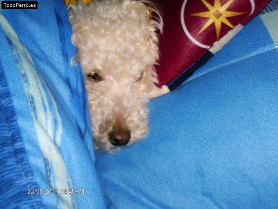 La foto del perro