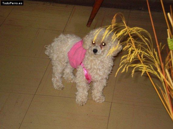 La foto del perro