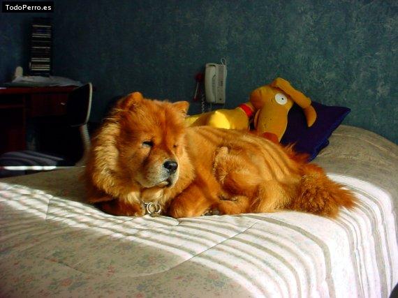 La foto del perro