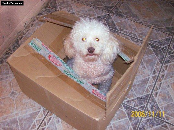 La foto del perro