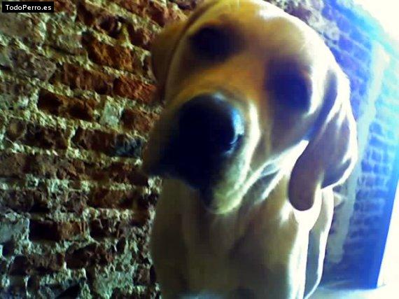 La foto del perro