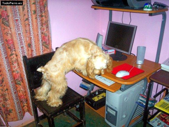 La foto del perro