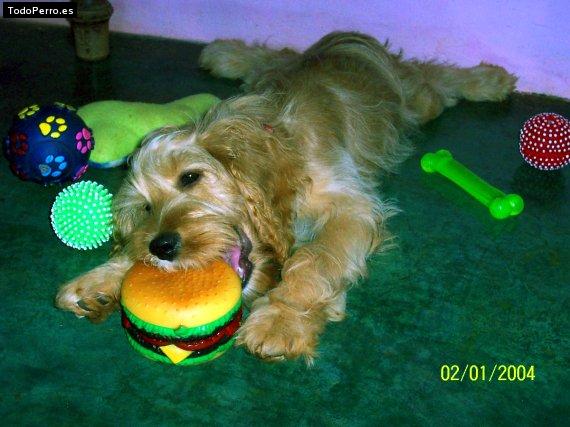 La foto del perro