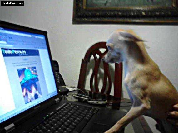 La foto del perro