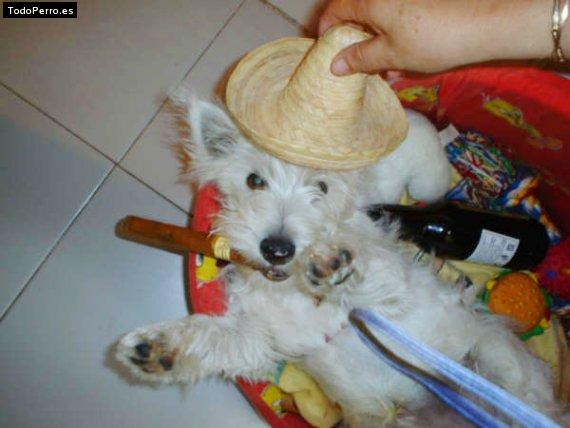 La foto del perro