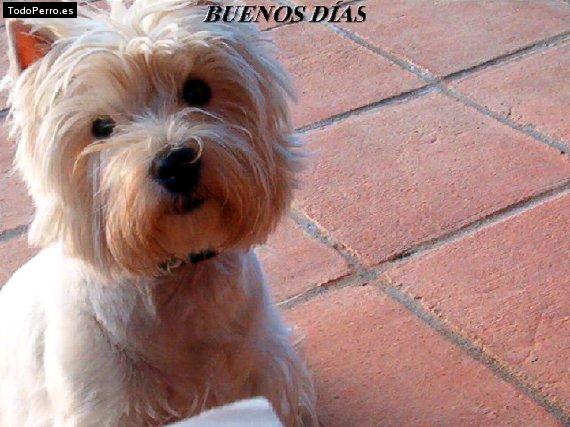 La foto del perro