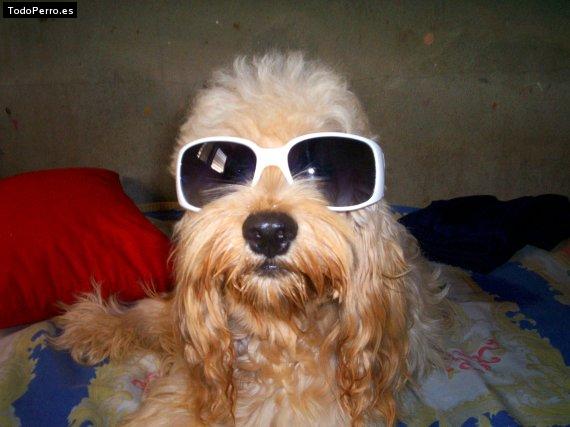 La foto del perro