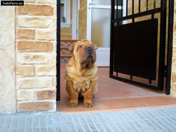 La foto del perro