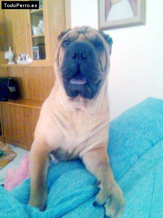 La foto del perro