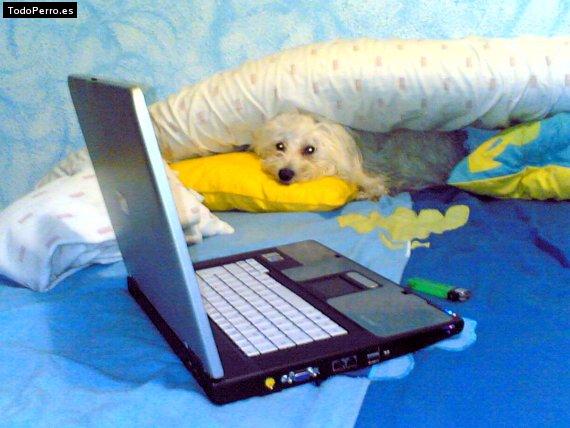 La foto del perro