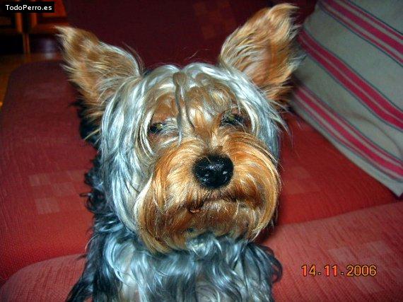 La foto del perro