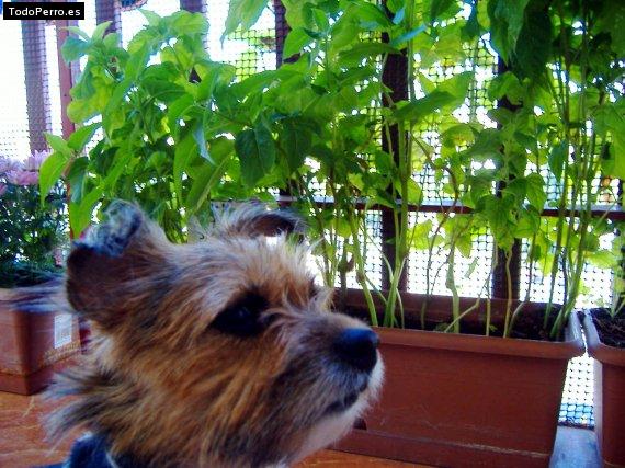 La foto del perro