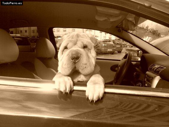 La foto del perro