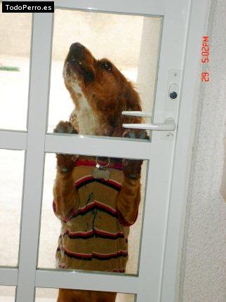 La foto del perro