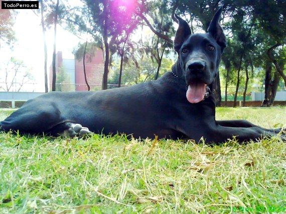 La foto del perro