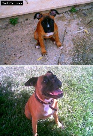 La foto del perro