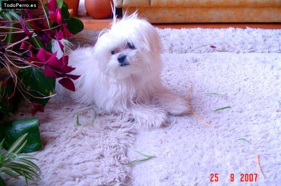La foto del perro