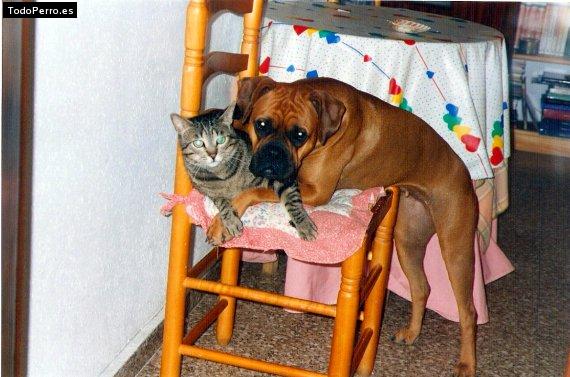 La foto del perro