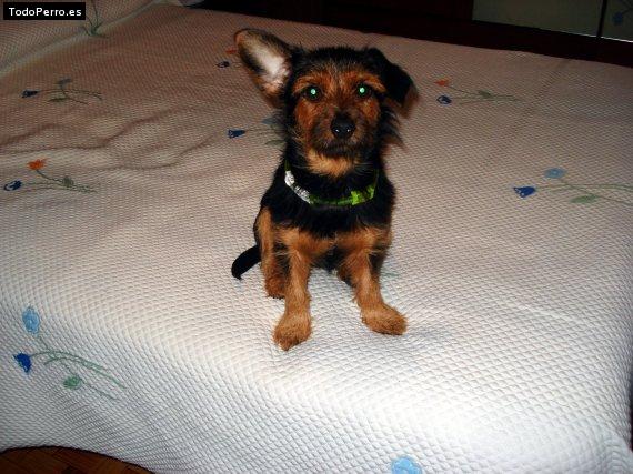 La foto del perro