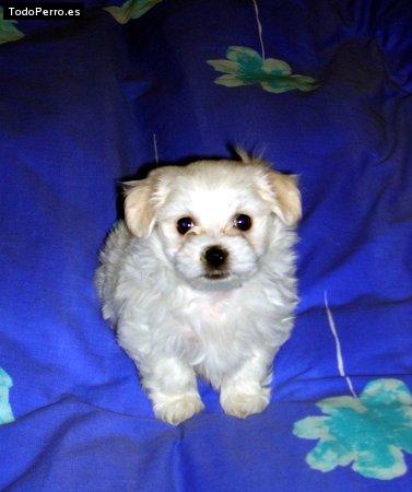 Foto del perro Miko