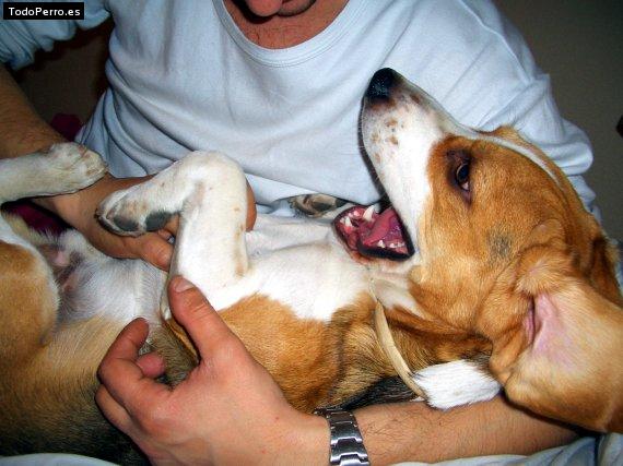 La foto del perro