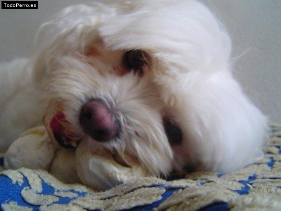 La foto del perro