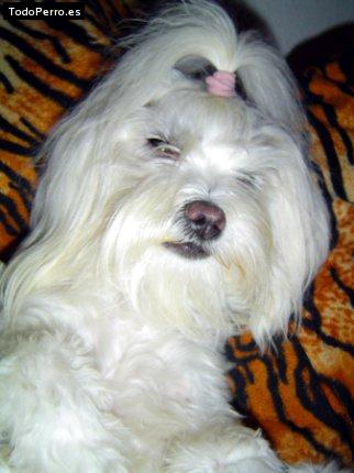 La foto del perro