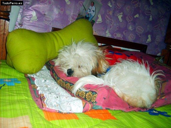 La foto del perro