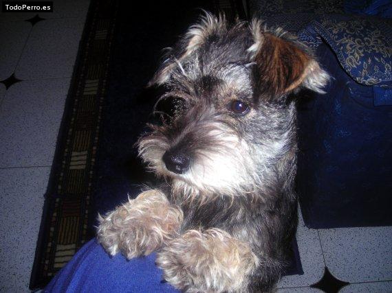 La foto del perro