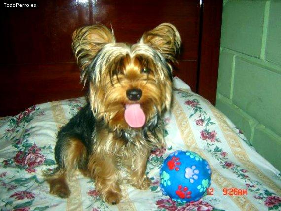 La foto del perro