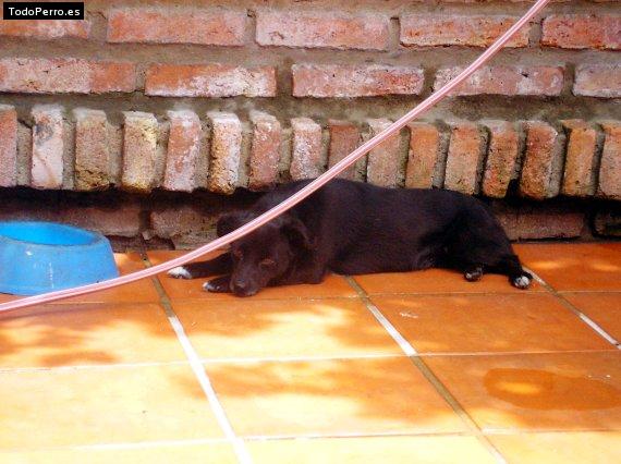 La foto del perro