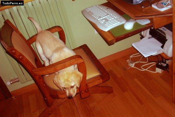 La foto del perro