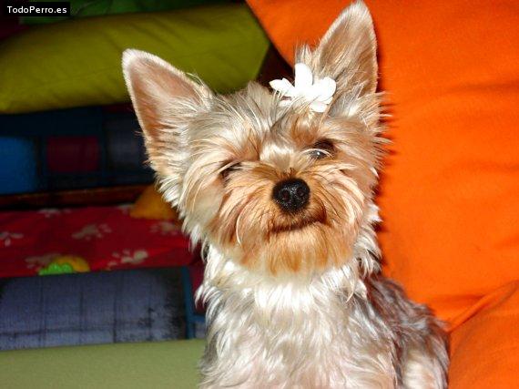 La foto del perro