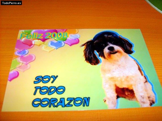 La foto del perro